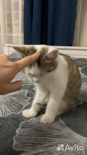 Котенок 3 месяца