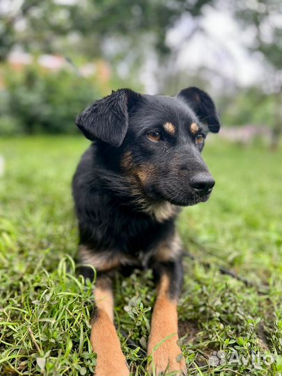 Маленькая домашняя собака в поисках дома