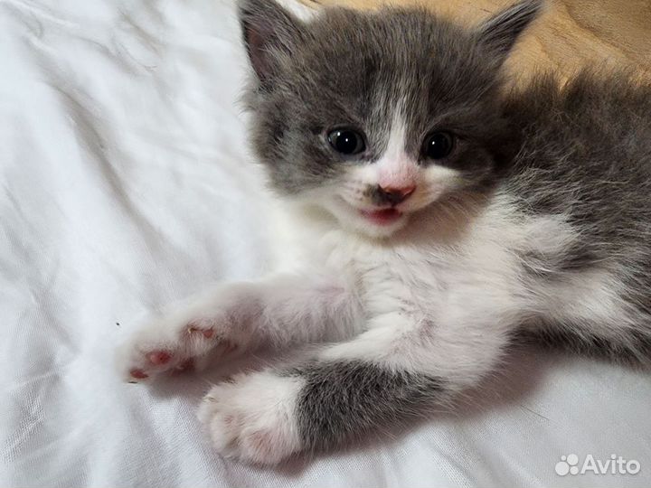 Котята милые волшебные. Пушистые :)