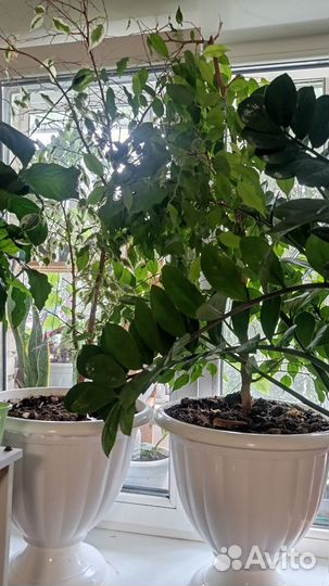 Замиокулькас