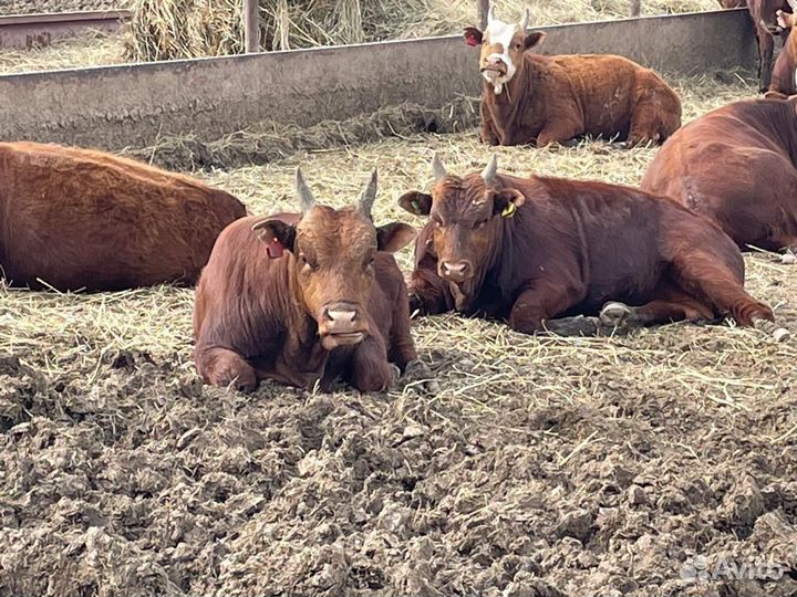 Быки на племя