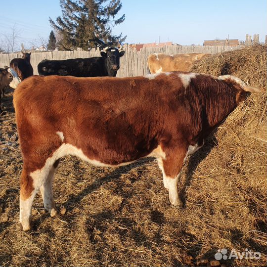 Быки и телки на мясо