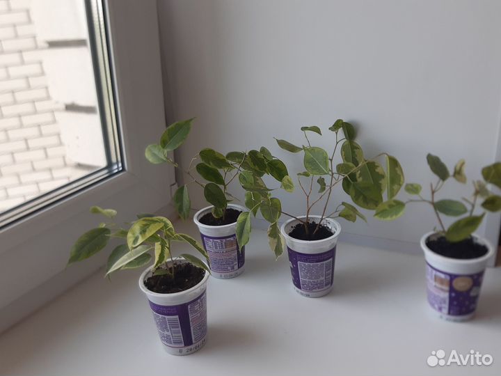 Фикус бенджамин