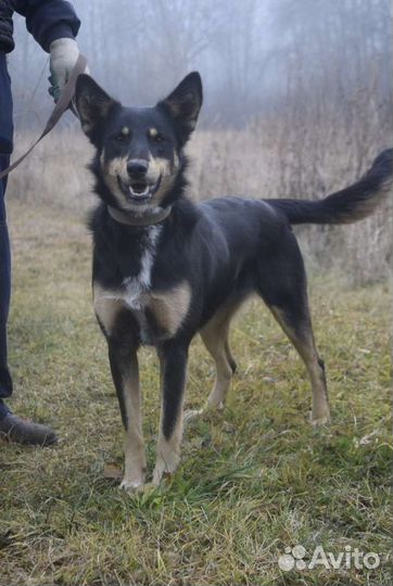 Собака в добрые руки отдам бесплатно