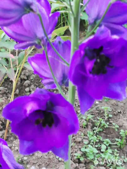 Многолетники