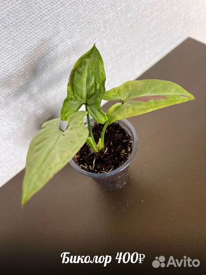 Сингониум клубничный лед galaxy,Империал Еллоу