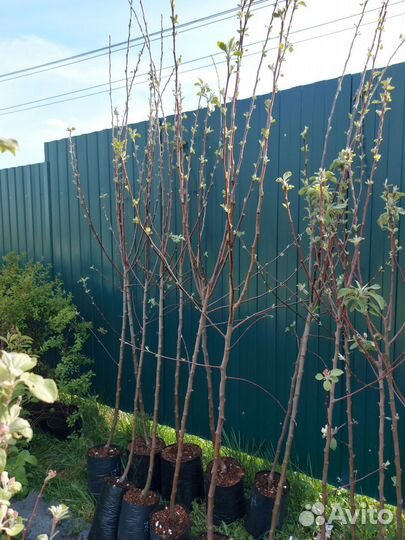 Яблоня саженцы