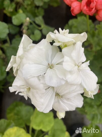 Пеларгония герань