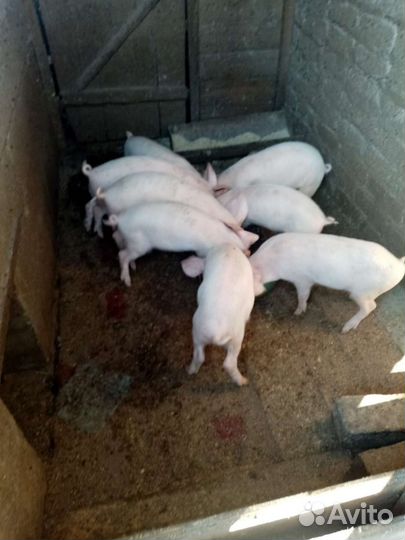 Поросята