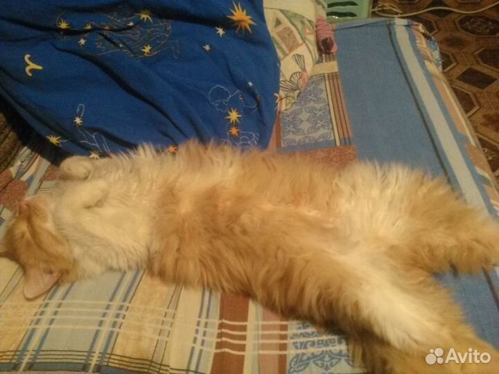 Рыжий котик в добрые руки