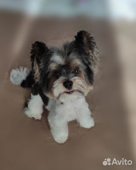 Вязка Бивер