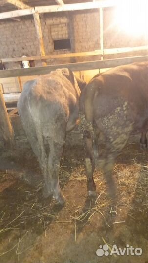 Коровы и телки бычки