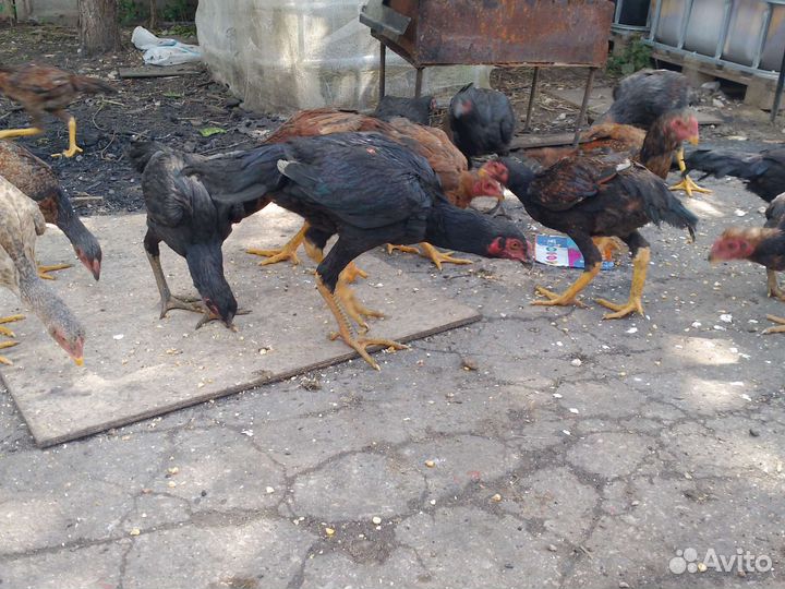 Бойцовский петух