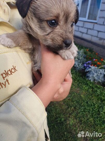 Щеночек девочка