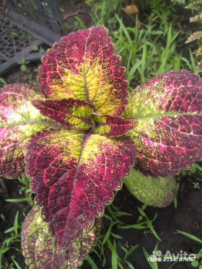 Колеус семена