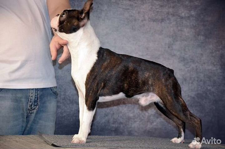 Вас ждет настоящий друг