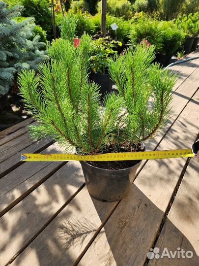 Сосна горная