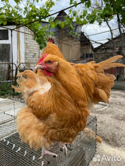 Куры Орпинктон