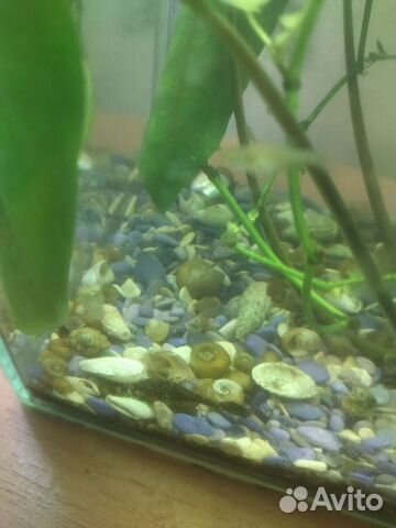 Сомики анциструсы