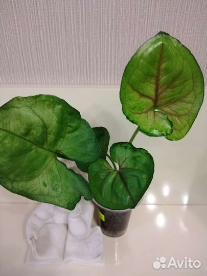 Сингониумы сортовые