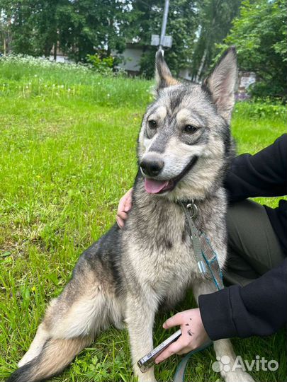 Хаски бесплатно