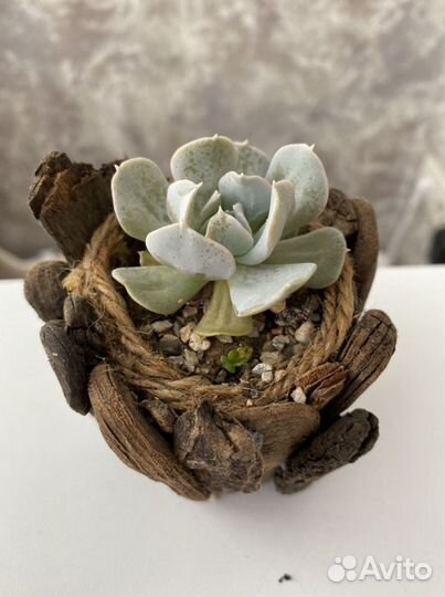 Суккуленты в деревянном кашпо