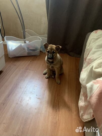 Щенок в добрые руки бесплатно девочка