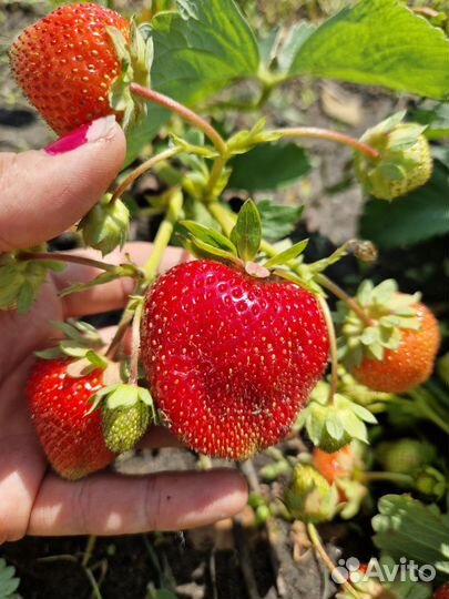 Клубника окс