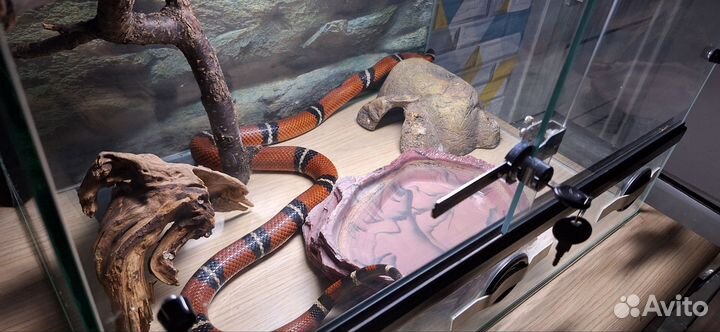 Синалойская змея