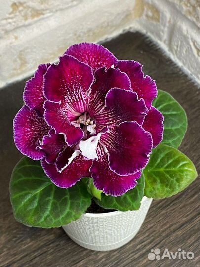 Глоксиния махровая ен Дорида детка