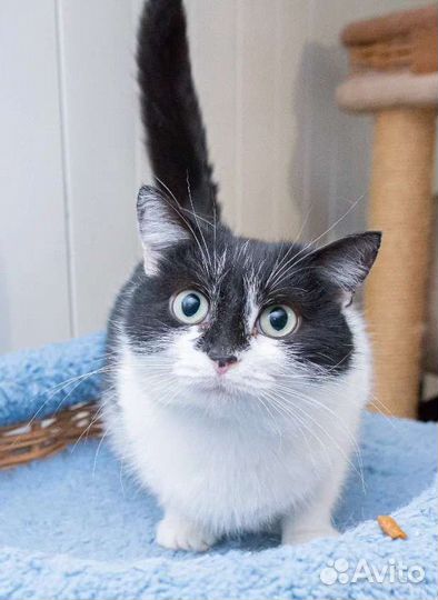 Кошка черно-белая в дар в добрые руки отдаю