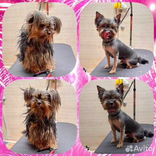 Грумер с выездом на дом