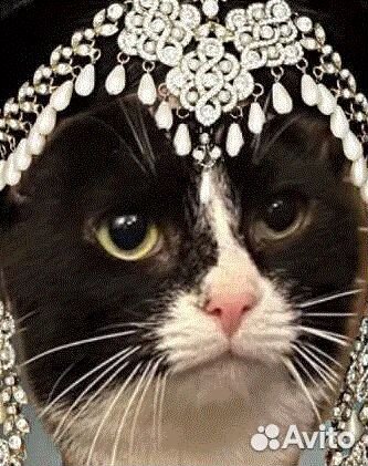 Ласковая черно белая Душа ищет свой дом