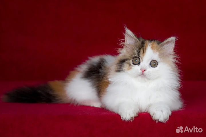 Очаровашка шотландская