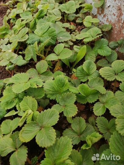 Рассада виктории