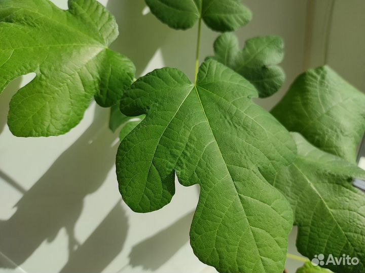 Саженцы инжира