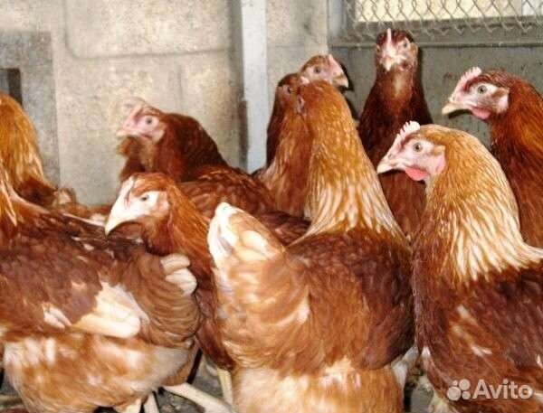Продам подрощенных цыплят