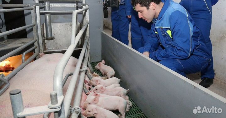 Разнорабочий на Свинокомплекс