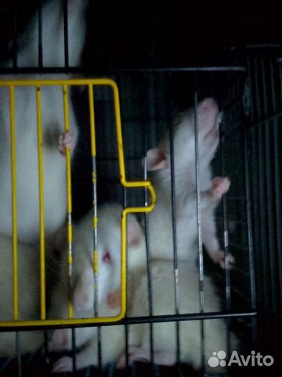 Крыса дамбо рекс