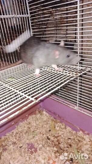 Джунгарики. крыски морская свинка белочка дегу