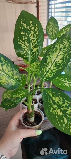 Диффенбахия пестрая (ростки)