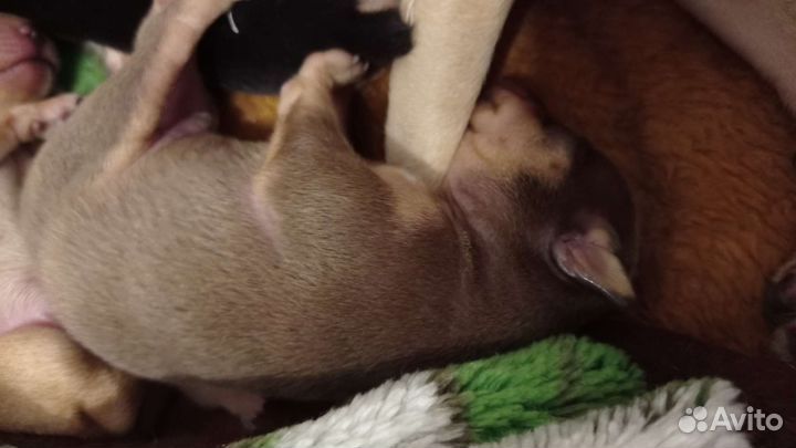 Мини той-терьер щенки