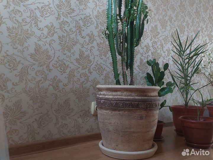 Денежное дерево толстянка. Калонхое лечебное