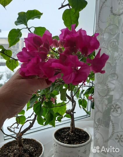 Бугенвиллея