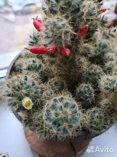 Кактус Маммиллярия