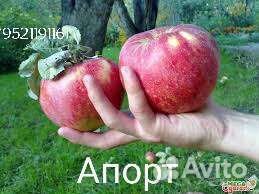 Яблони саженцы