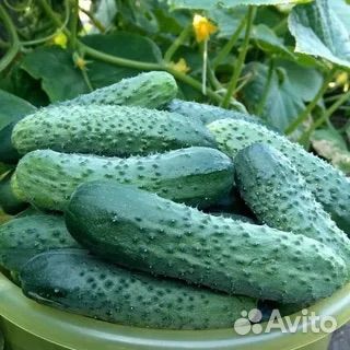 Огурцы домашние