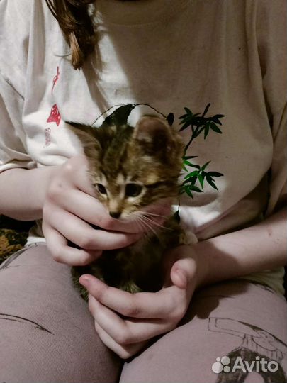 Отдаём котёнка в добрые руки