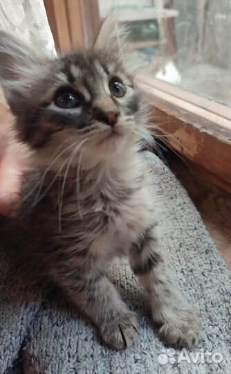 Совсем маленький котейка в дар