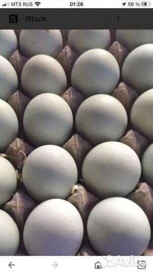 Инкубационное яйцо индоутки